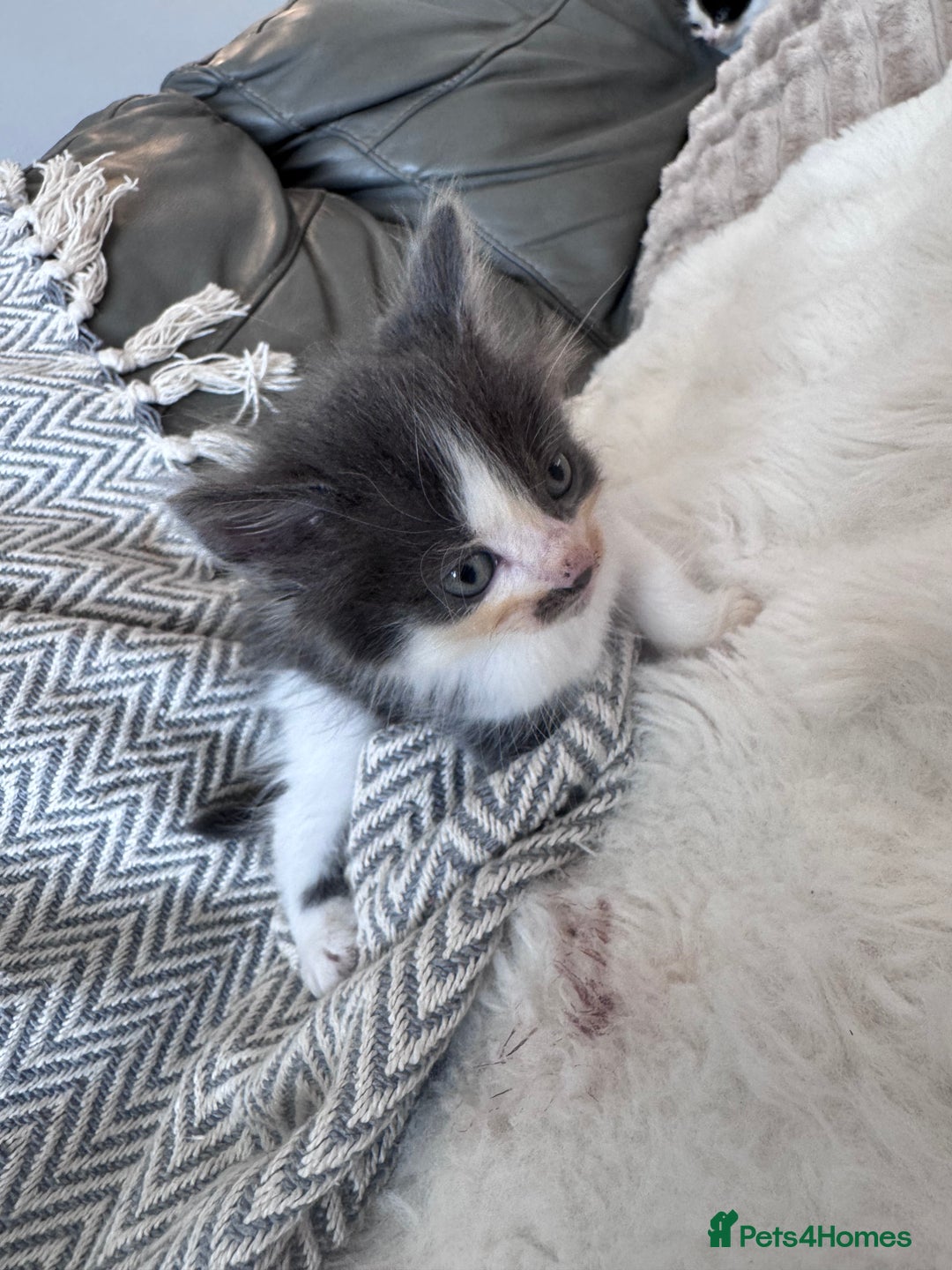Mixed Breed cats for sale: Mix breed kittens  - Image 6