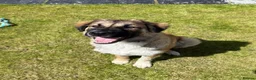 Mixed Breed dogs for sale: Loving Armenian Gampr Male 7 months old in Saltburn-by-the-Sea - Advert 5