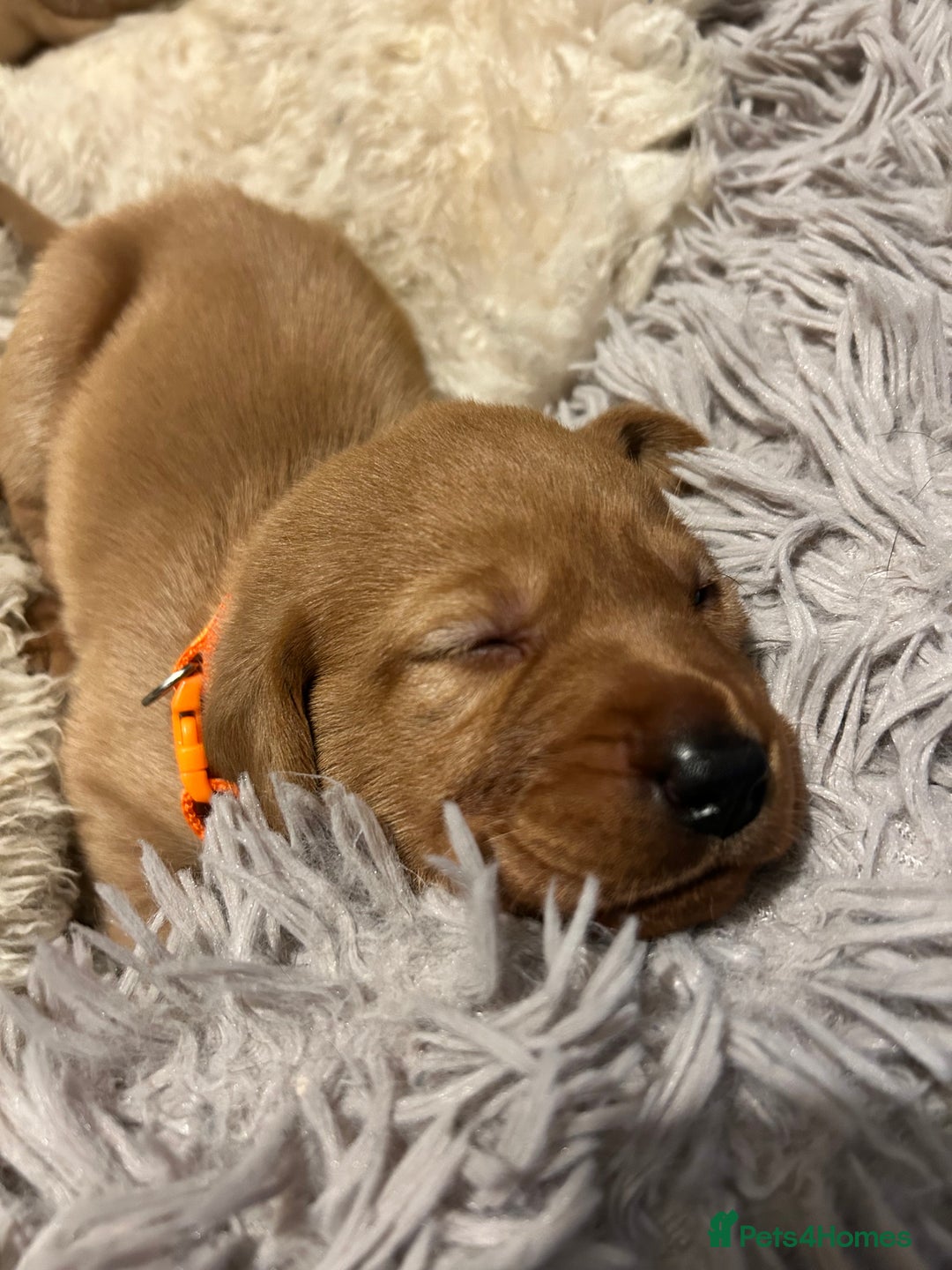 Labrador Retriever dogs for sale: Beautiful Labrador puppies 4 coats colour  - Image 11