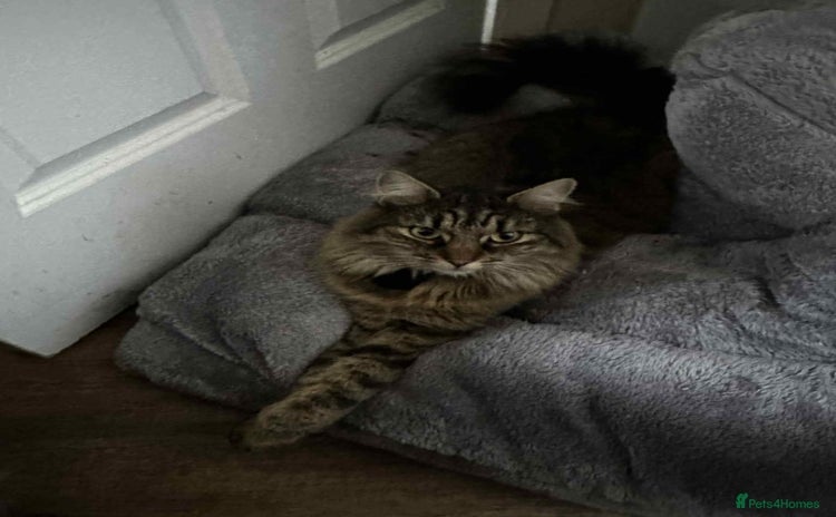 American Shorthair cats - Advert 6