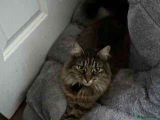 American Shorthair cats Tabby Cat - Advert 4