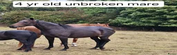 Irish Thoroughbred horses for sale: 15.2 + Thoroughbred Mares Available  - Advert 6