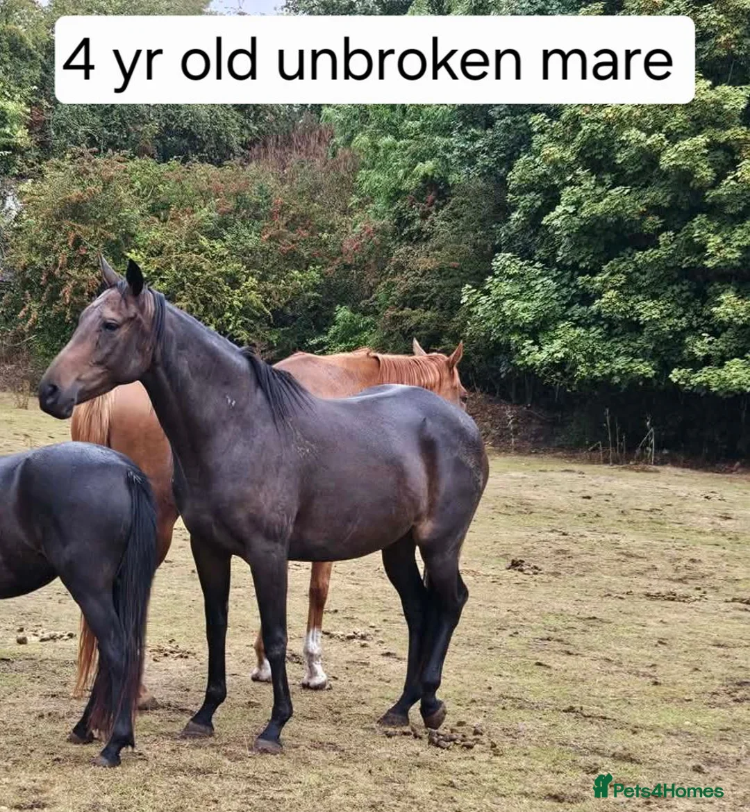 Irish Thoroughbred horses for sale: 15.2 + Thoroughbred Mares Available  - Advert 6