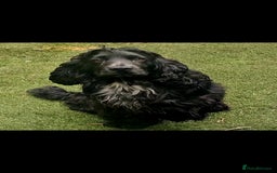 Cocker Spaniel dogs for sale: Stunning  blue show cocker spaniel boy  - Image 3