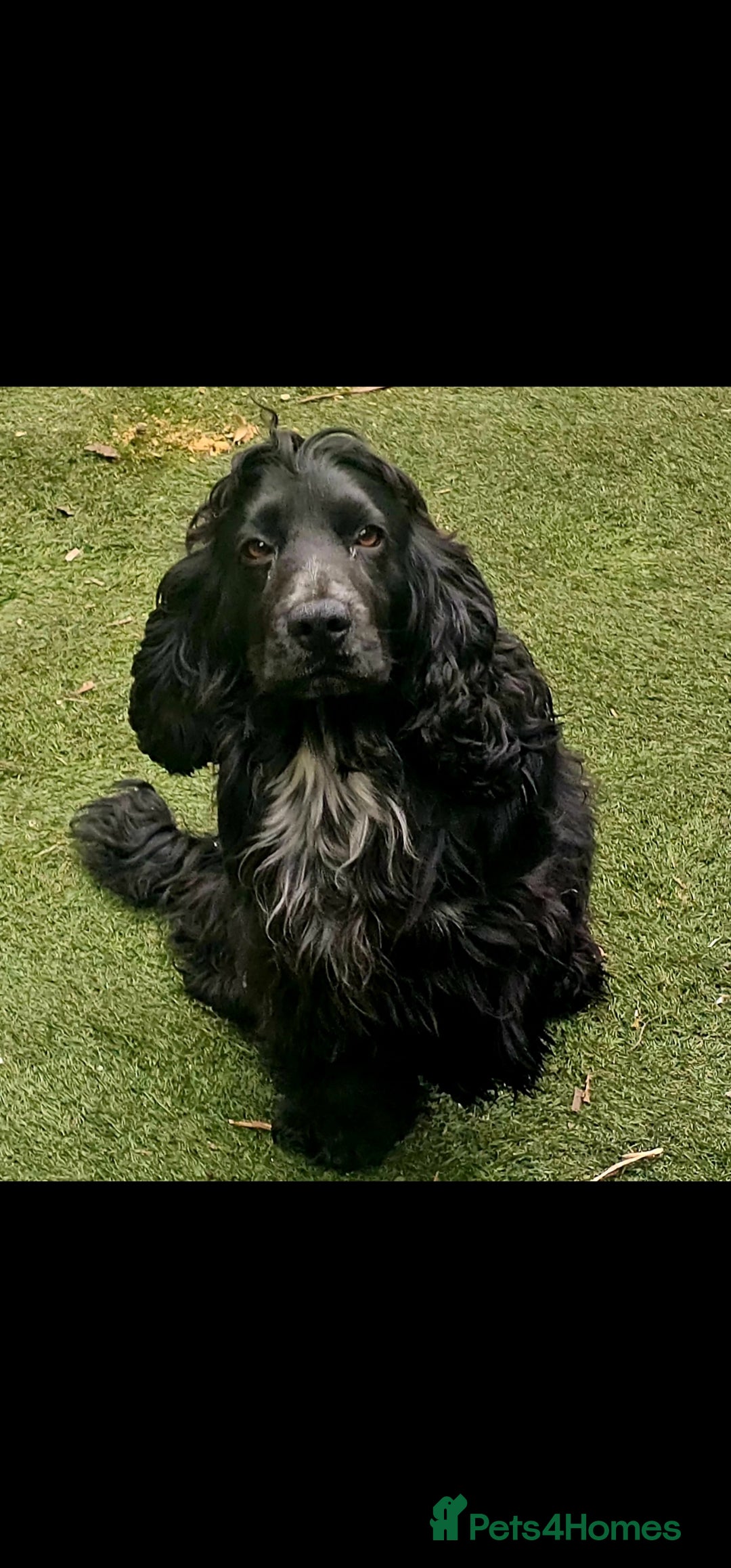 Cocker Spaniel dogs for sale: Stunning  blue show cocker spaniel boy  - Image 3