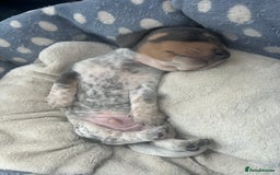 Miniature Dachshund dogs for sale: Stunning rare Miniature Dachshunds - Image 11