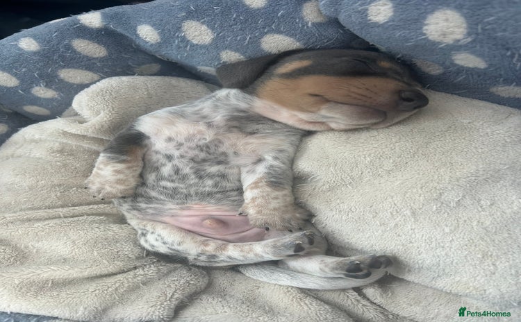 Miniature Dachshund dogs - Advert 11