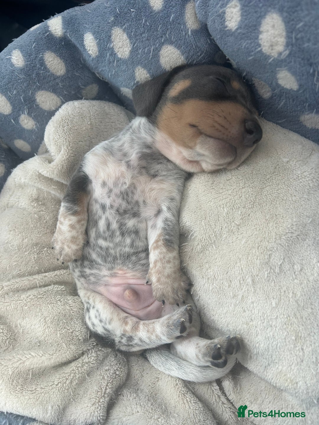 Miniature Dachshund dogs for sale: Stunning rare Miniature Dachshunds - Image 11