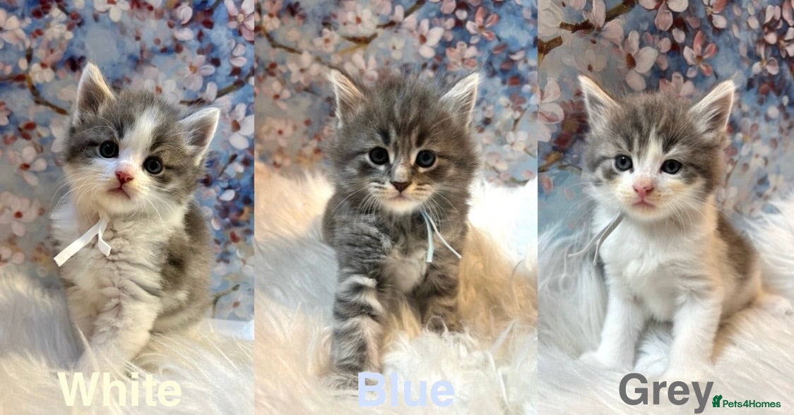 Maine Coon cats Maine Coon x Persian/Ragdoll Mix - Advert 6