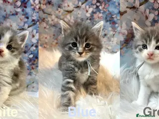 Maine Coon cats Maine Coon x Persian/Ragdoll Mix - Advert 6