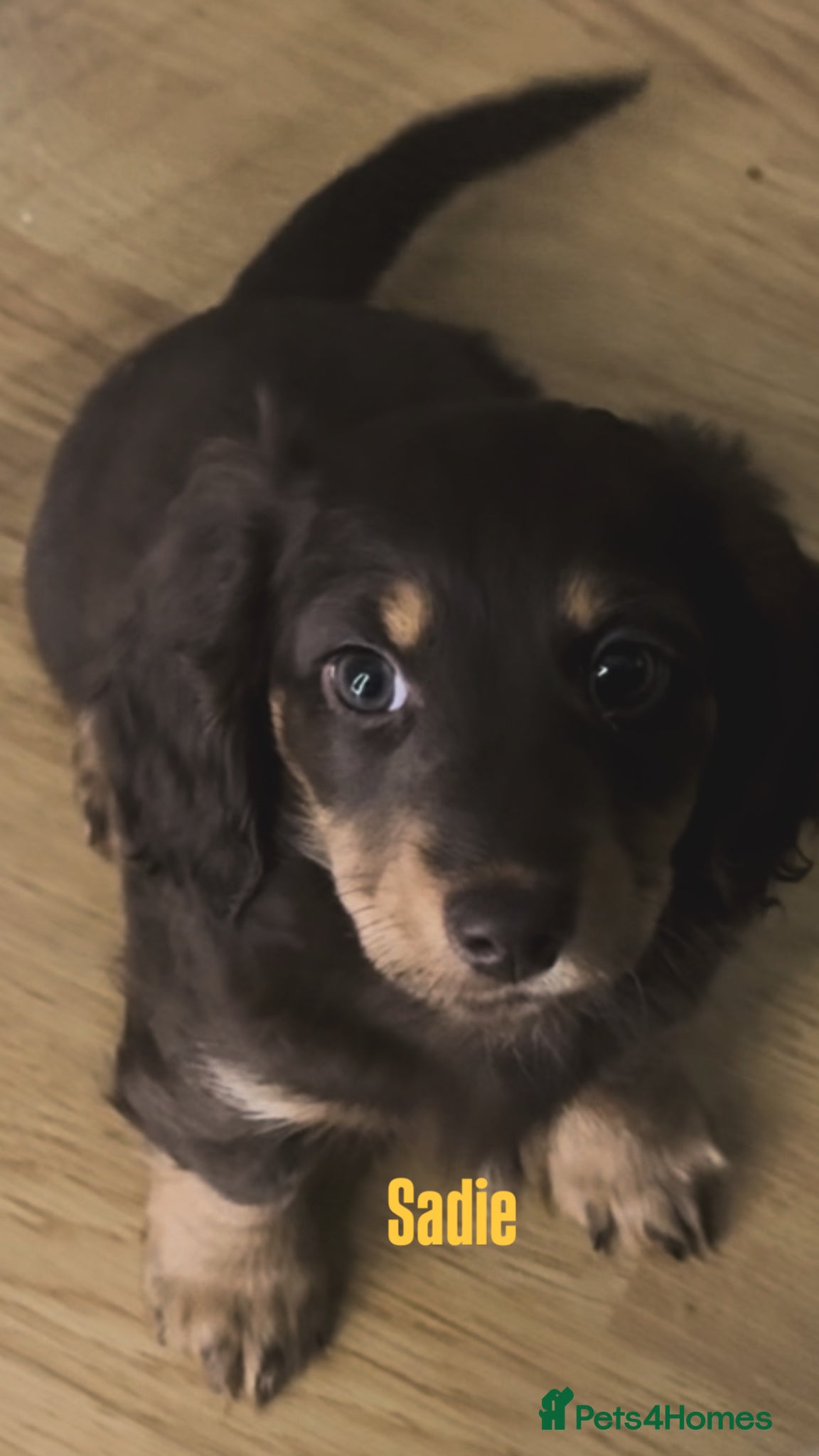 Dachshund dogs 3 Dachshund puppies left - Advert 12