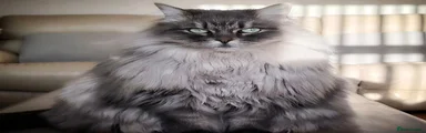 Siberian 2