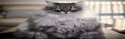 Siberian cats for sale: Stunning older Siberian cats for sale - Advert 9