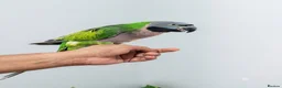 Parrots birds for sale: Beautiful hand tamed parrots for sale  - Advert 7