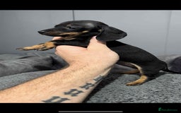 Miniature Dachshund dogs for sale: Miniature dachshund puppies   - Image 13