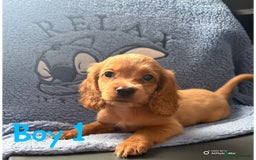 Cockapoo dogs for sale: F1b cockapoo - Image 1