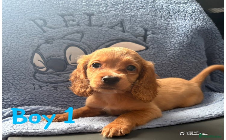 Cockapoo dogs - Advert 1