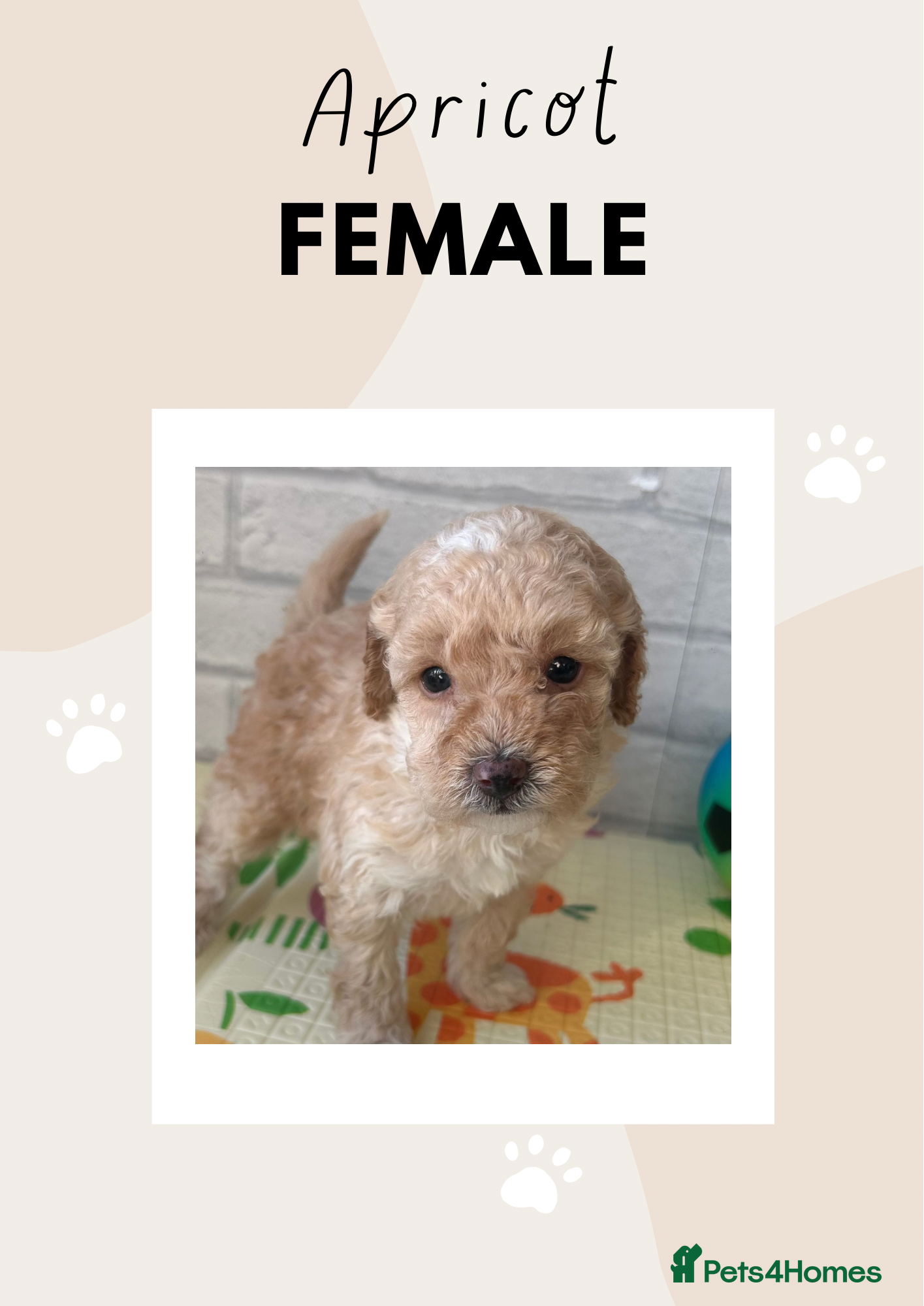 Toy Poodle dogs Adorable Toy Poodle Puppies READY TO GO! - Advert 5