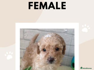 Toy Poodle dogs Adorable Toy Poodle Puppies READY TO GO! - Advert 16