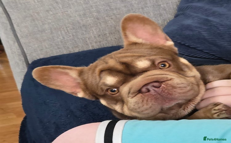 French Bulldog dogs - Advert 2
