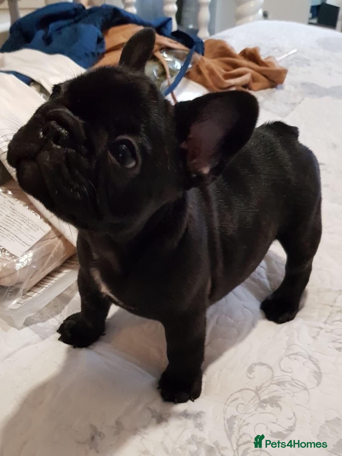 French Bulldog dogs  Female French Bulldog Pups. Int Champion Sire - Advert 2