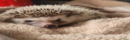 Pygmy Hedgehog rodents for sale: African pygmi headghog  in Mountain Ash - Advert 5