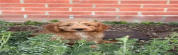 Cockapoo dogs for sale: FEMALE COCKAPOO LAST GIRL in Attleborough - Advert 3