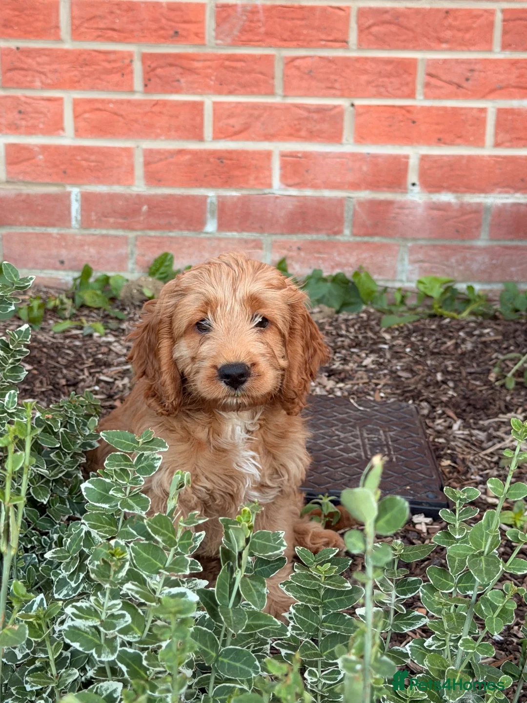 Cockapoo dogs for sale: FEMALE COCKAPOO LAST GIRL in Attleborough - Advert 3