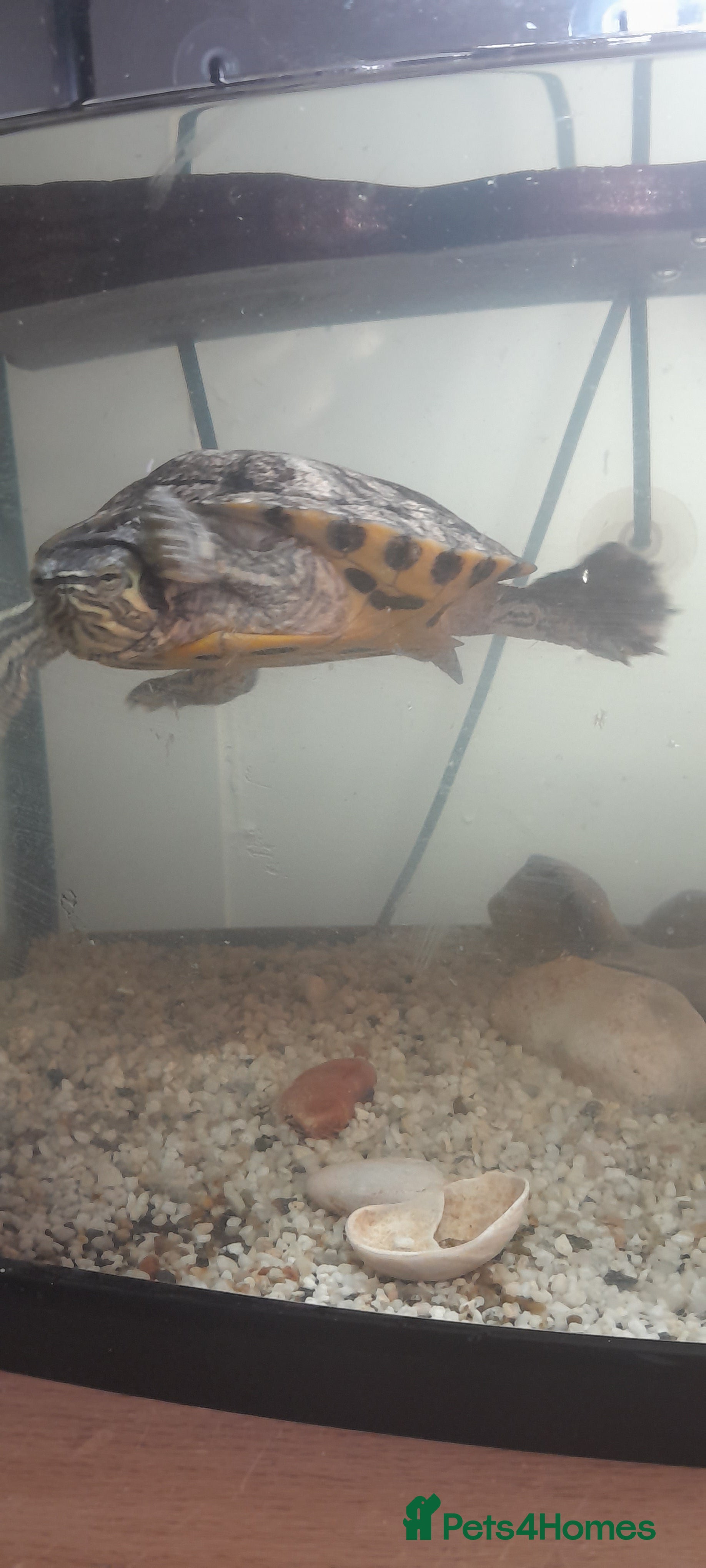 Turtle reptiles TURTLES FOR SALE  - Advert 10