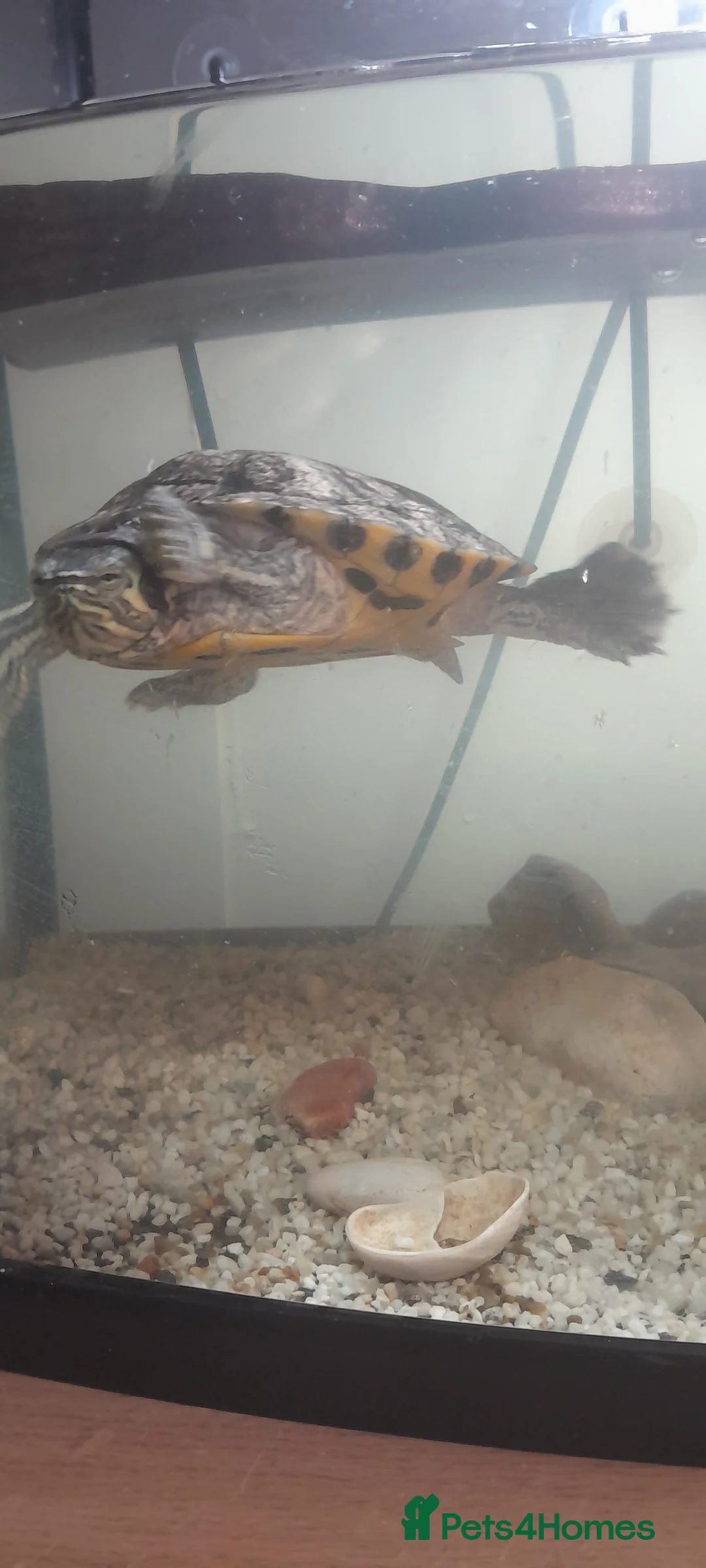 Turtle reptiles for sale: TURTLES FOR SALE  - Advert 1