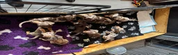 Miniature Dachshund dogs for sale: Last mini dachshund boy ready now ! in South Ockendon - Advert 2
