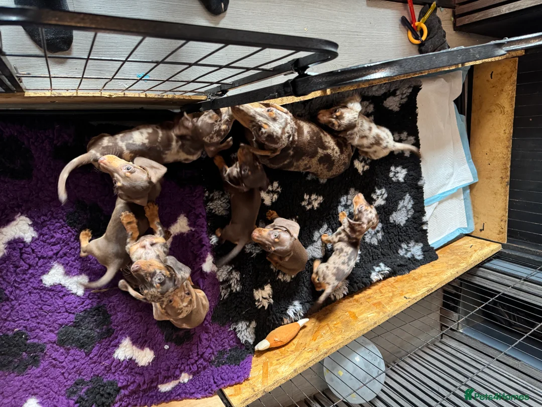 Miniature Dachshund dogs for sale: Last mini dachshund boy ready now ! in South Ockendon - Advert 2