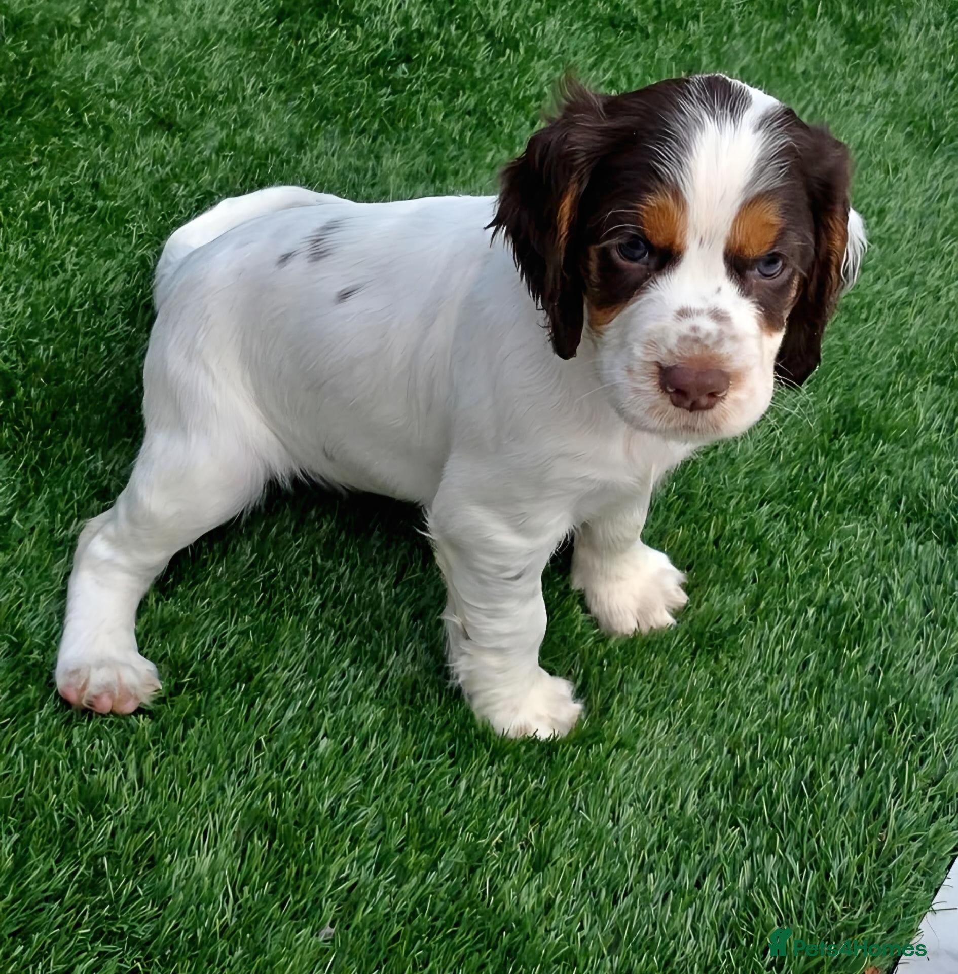 Cocker Spaniel dogs Kc registered tri colour working cocker spaniels - Advert 6