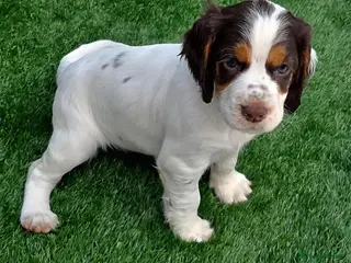 Cocker Spaniel dogs Kc registered tri colour working cocker spaniels - Advert 6