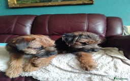 Border Terrier dogs for sale: Border Terrier girls available  - Image 3