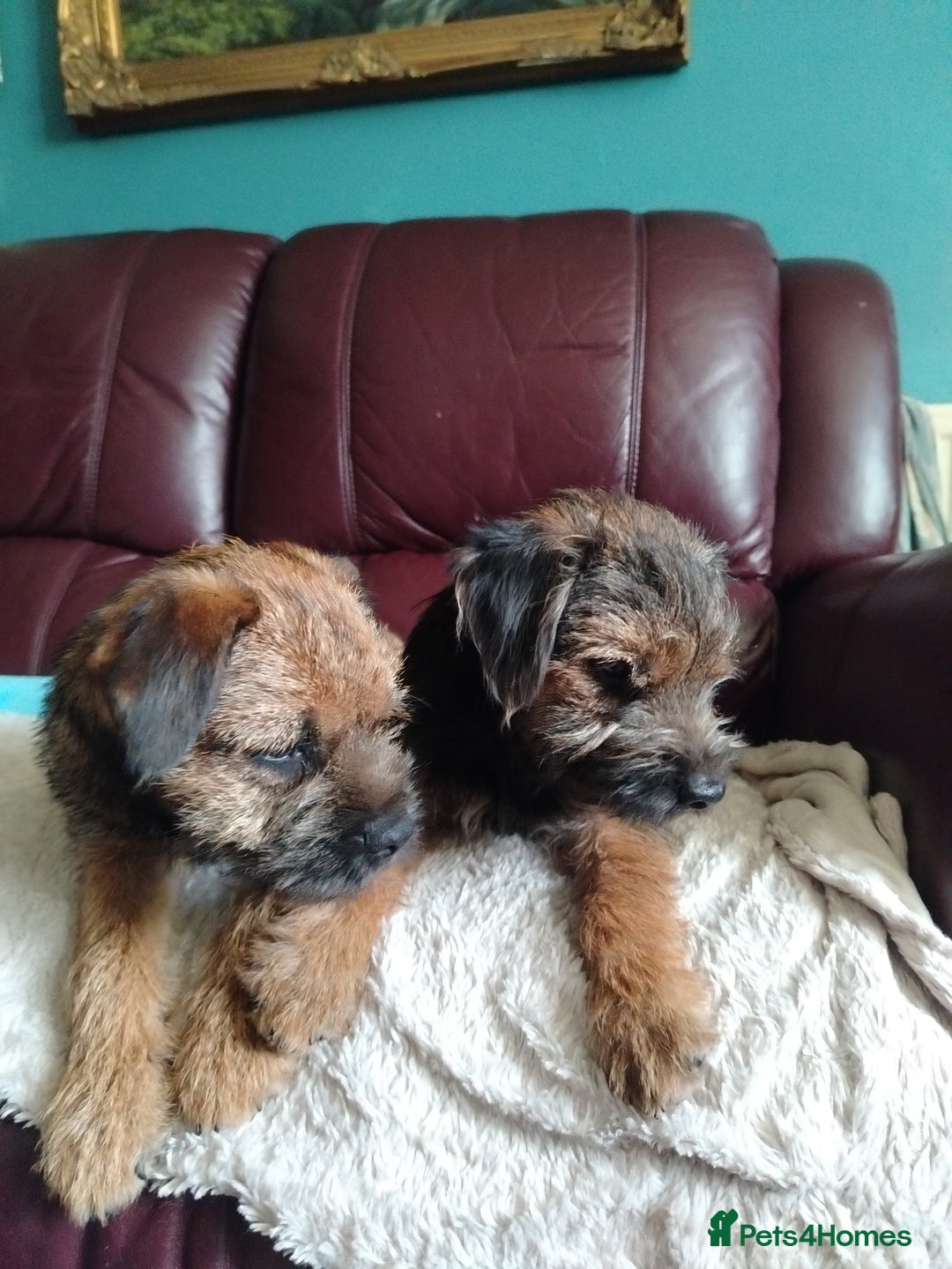 Border Terrier dogs for sale: Border Terrier girls available  - Image 3