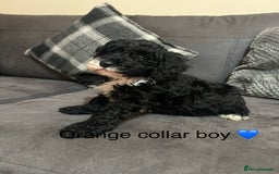 Miniature Poodle dogs for sale: 3 miniature poodles remaining  - Image 13