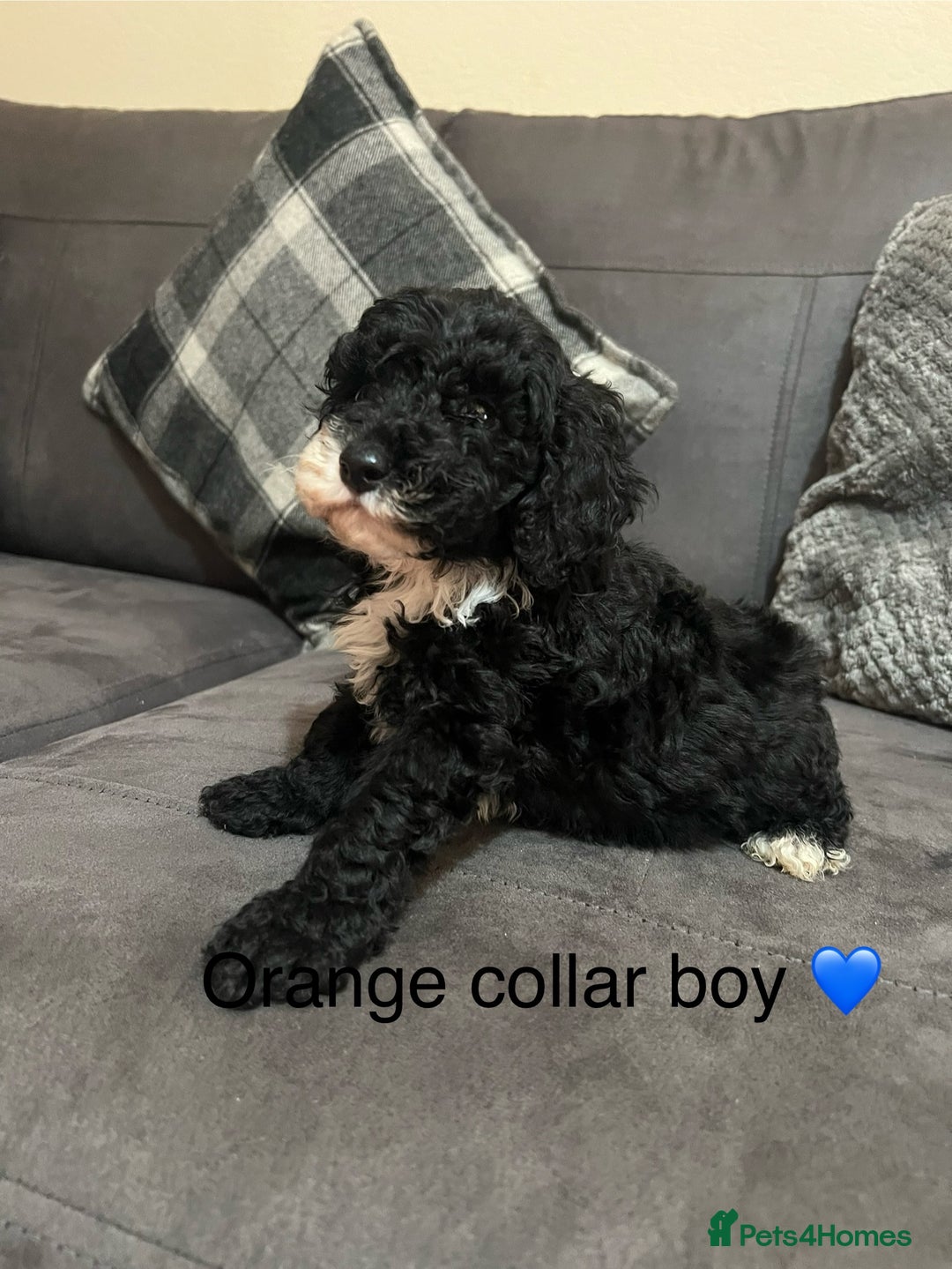 Miniature Poodle dogs for sale: 3 miniature poodles remaining  - Image 13
