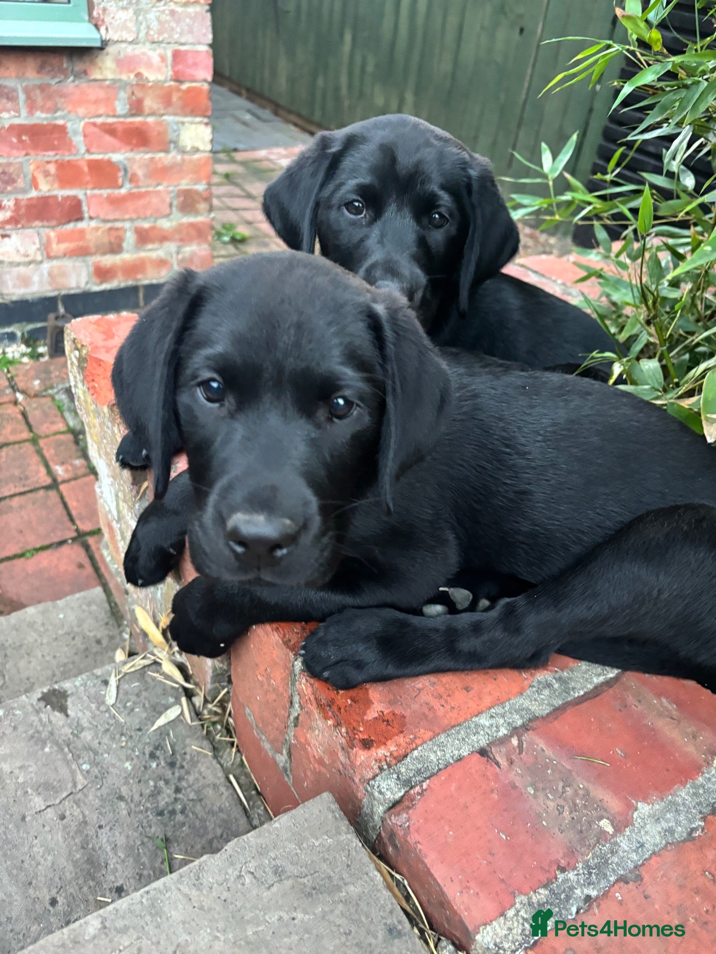 Labrador Retriever dogs Black Labrador pups, KC, dna tests, great scores - Advert 1