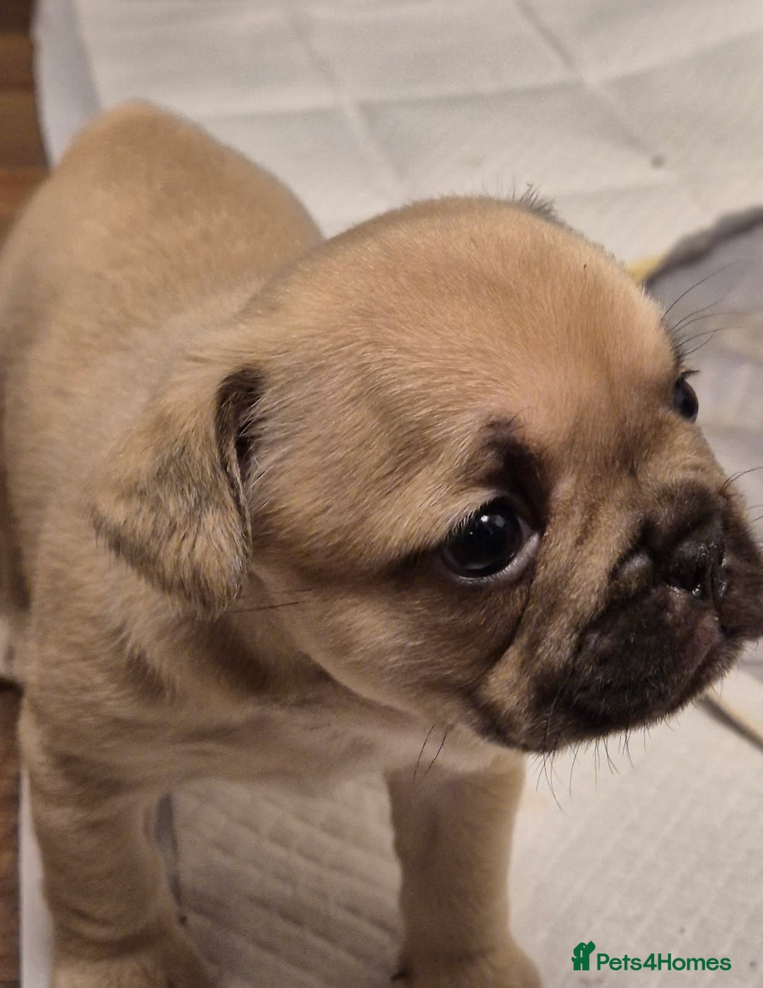 French Bulldog dogs for sale: French bulldog puppies for sale  - Advert 2
