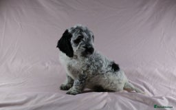 Cockapoo dogs for sale: Ready now beautiful litter F1B cockapoo puppies  in Leicester - Image 5