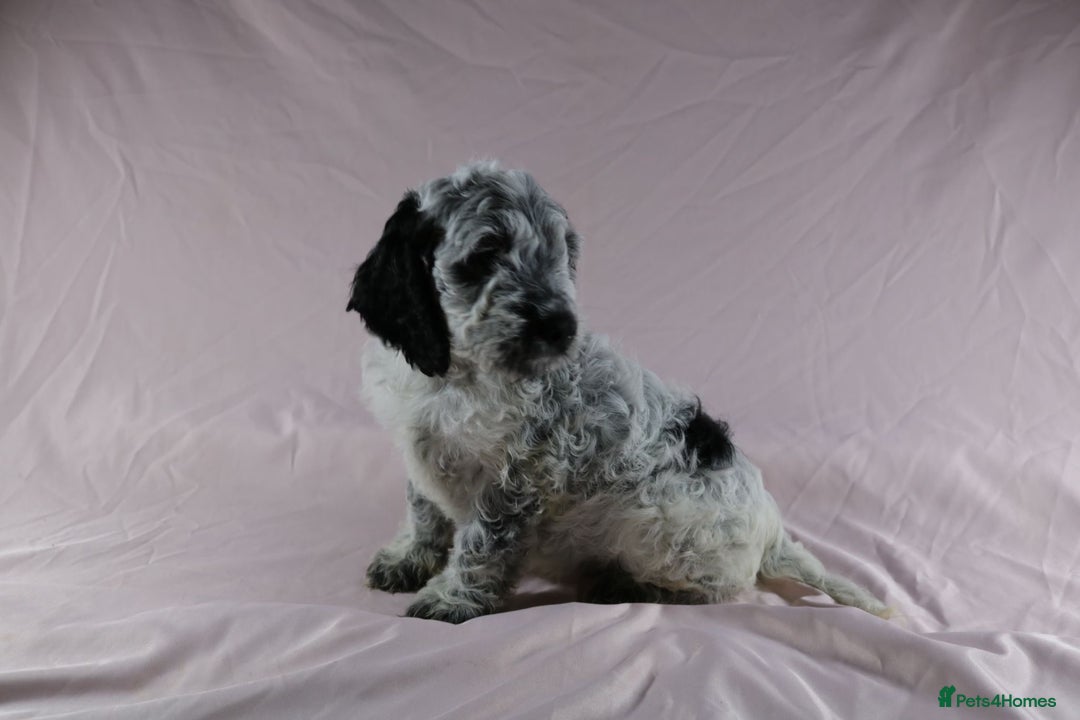 Cockapoo dogs for sale: Ready now beautiful litter F1B cockapoo puppies  in Leicester - Image 5