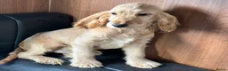 Cocker Spaniel dogs for sale: BEAUTIFUL COCKER SPANIEL PUPPIES  - Advert 7