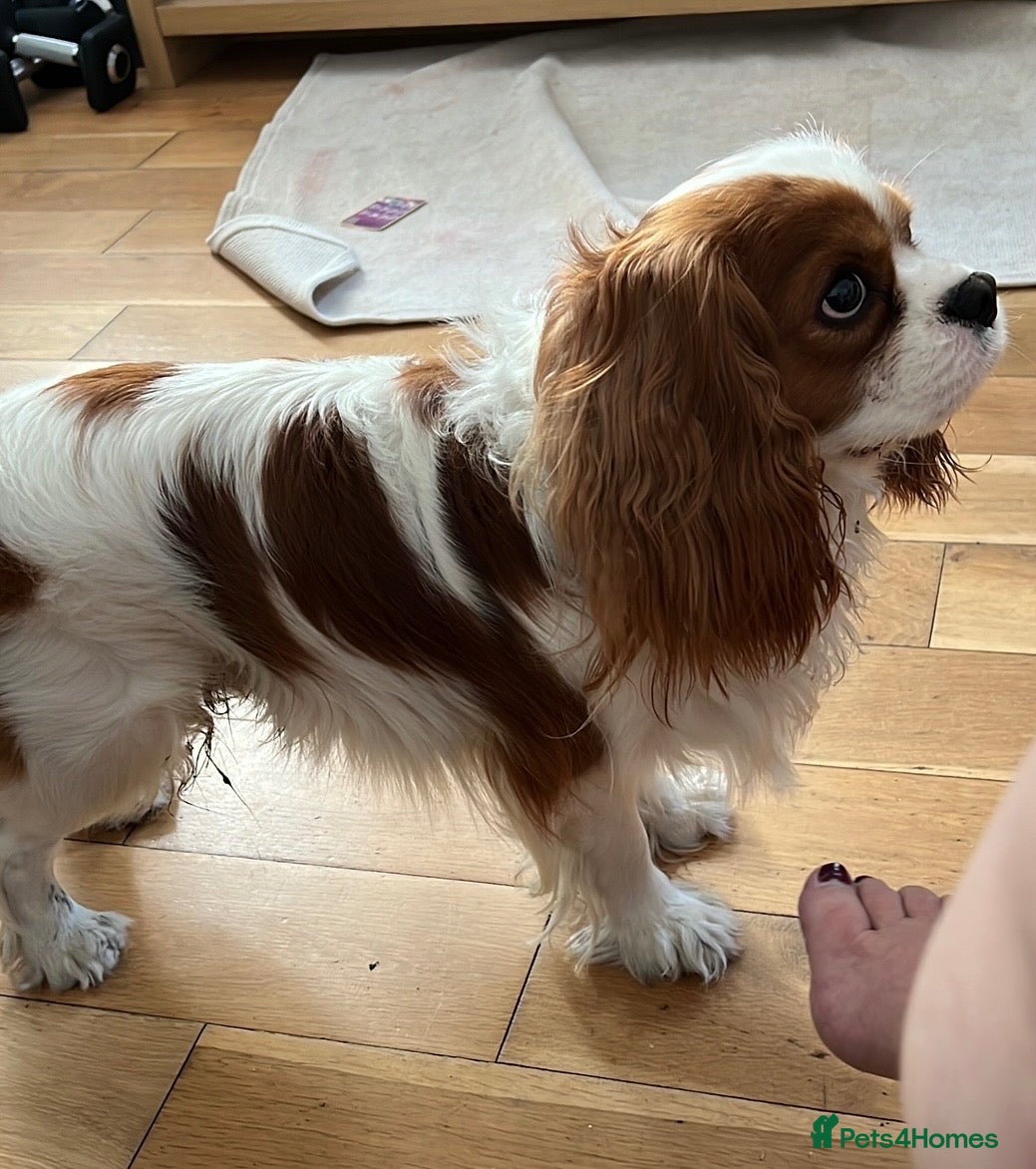 Cavalier King Charles Spaniel dogs Available for Stud - Advert 1