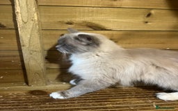 Ragdoll cats for sale: Adult female mink ragdolls  - Image 4