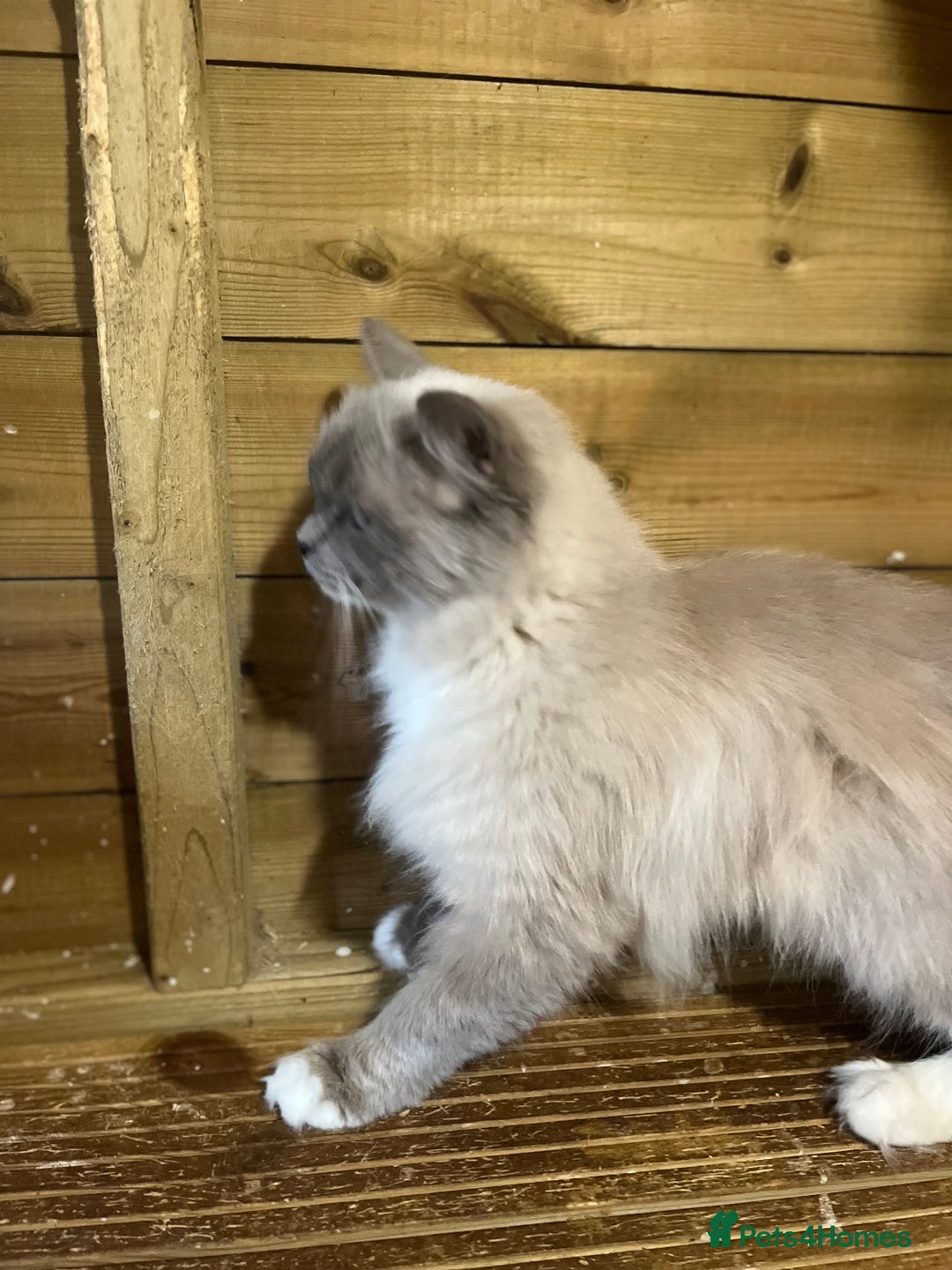 Ragdoll cats for sale: Adult female mink ragdolls  - Image 4