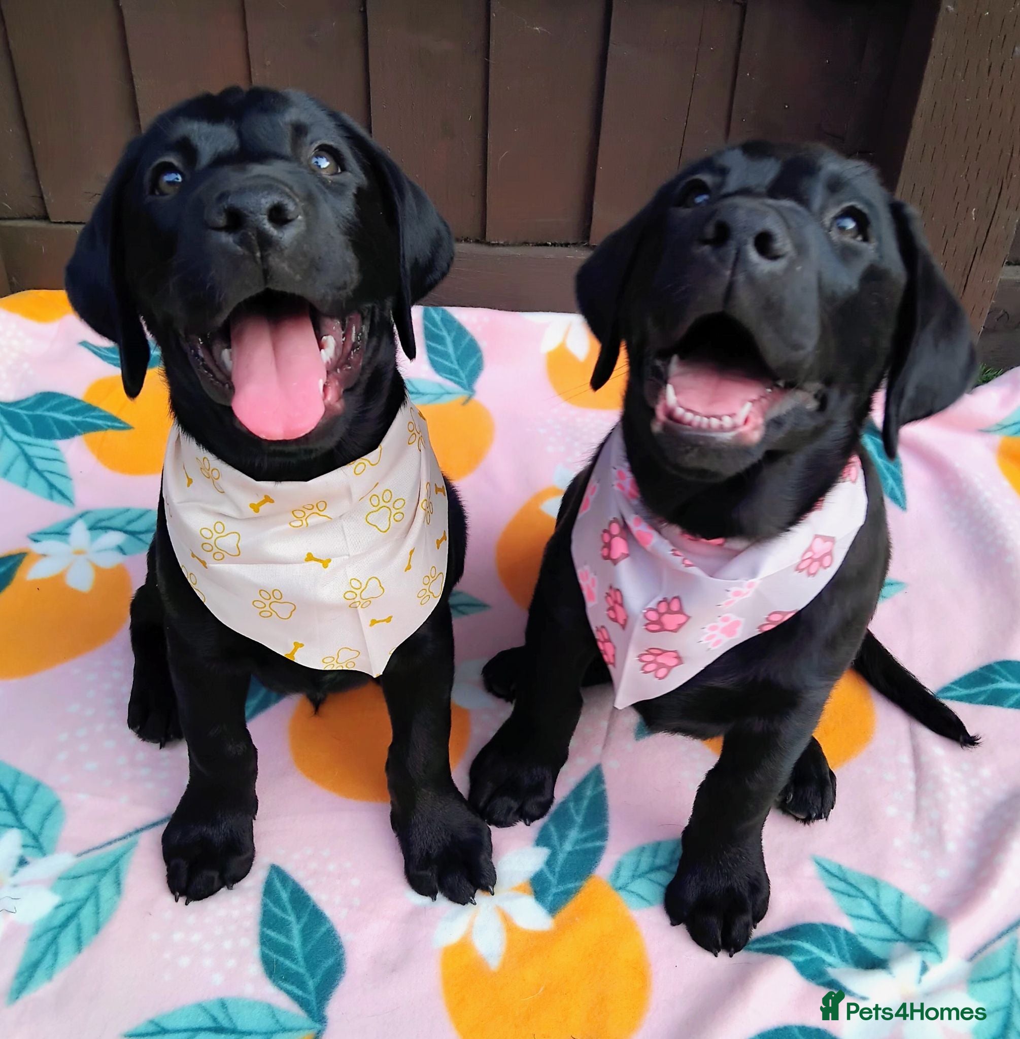 Labrador Retriever dogs 🐶 READY TO LEAVE NOW – KC BLACK LABRADORS ❤️ - Advert 7