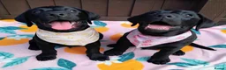 Labrador Retriever dogs for sale: 🐾 ONLY 2 BOYS LEFT – READY FOR FOREVER HOMES! ❤️ - Advert 4