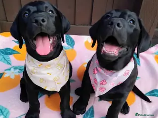 Labrador Retriever dogs 🐶 READY TO LEAVE NOW – KC BLACK LABRADORS ❤️ - Advert 7