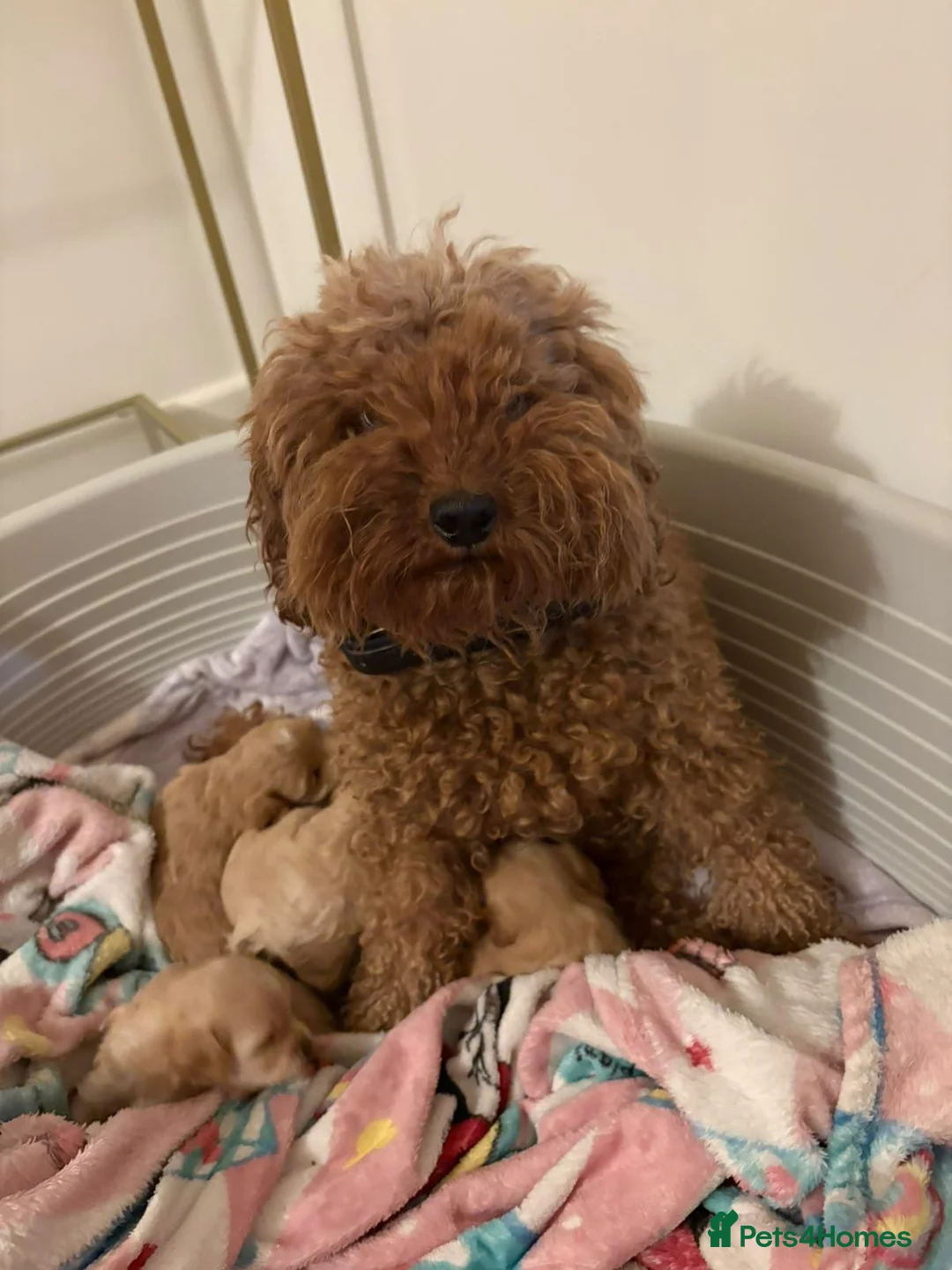 Maltipoo dogs for sale: Miss Chloe  - Advert 2
